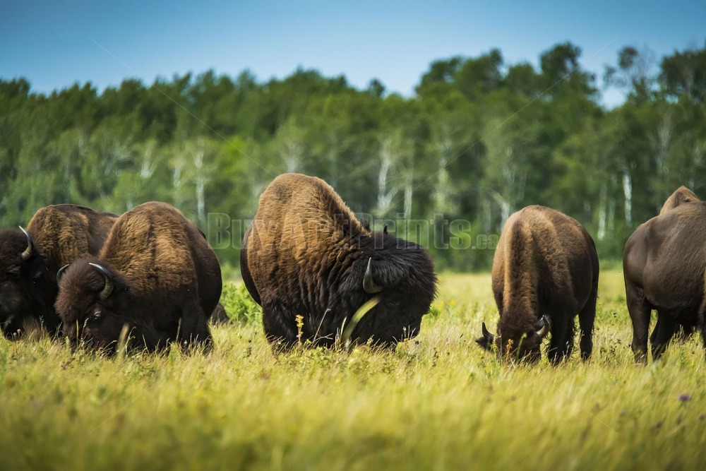 _DSC9496.jpg Clear Lake canada,clear lake,rob lovatt,wasagaming,bison,green,blue,