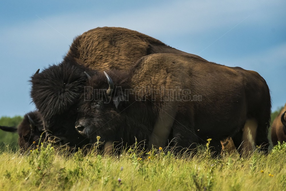 _DSC9601.jpg Clear Lake canada,clear lake,rob lovatt,wasagaming,bison,green,blue,