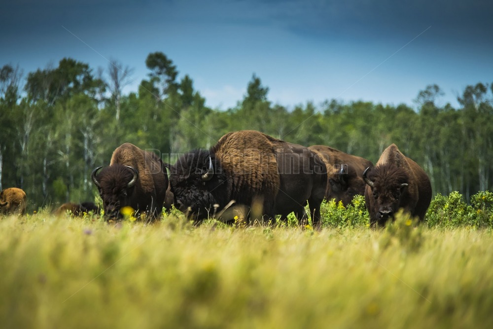 _DSC9438.jpg Clear Lake canada,clear lake,rob lovatt,wasagaming,bison,green,blue,