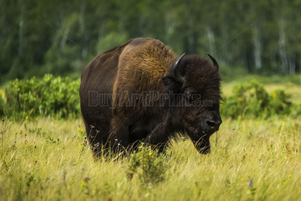 _DSC9515.jpg Clear Lake canada,clear lake,rob lovatt,wasagaming,bison,green,blue,