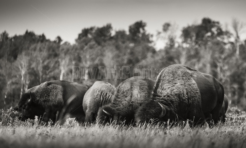 _DSC9453.jpg Clear Lake canada,clear lake,rob lovatt,wasagaming,bison,black and white,