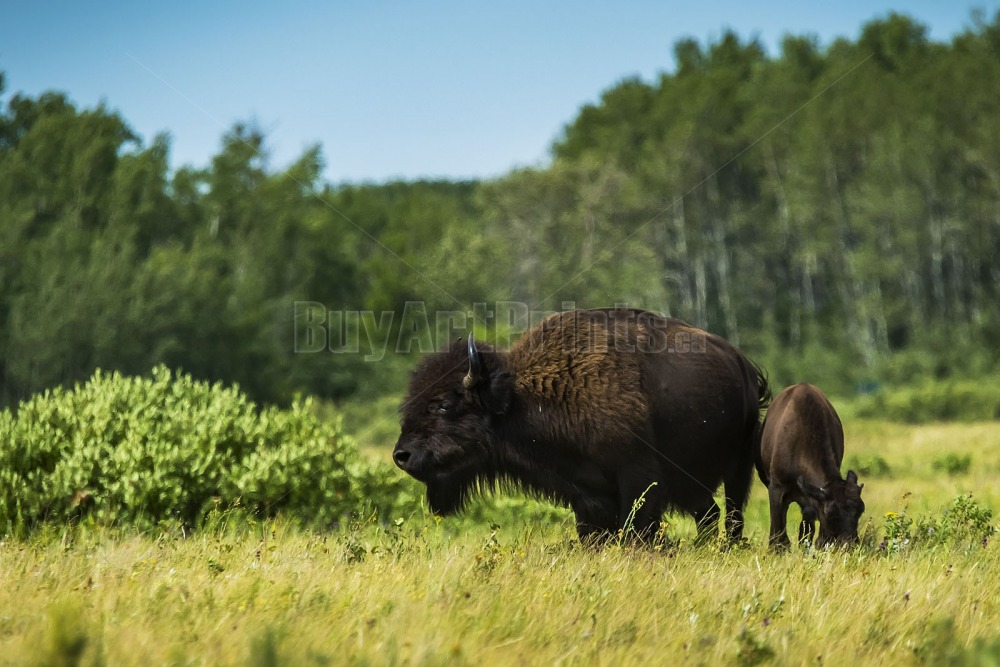 _DSC9444.jpg Clear Lake canada,clear lake,rob lovatt,wasagaming,bison,green,blue,