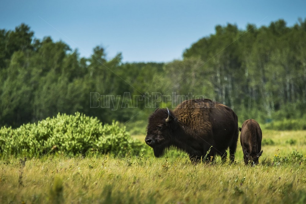 _DSC9448.jpg Clear Lake canada,clear lake,rob lovatt,wasagaming,bison,green,blue,