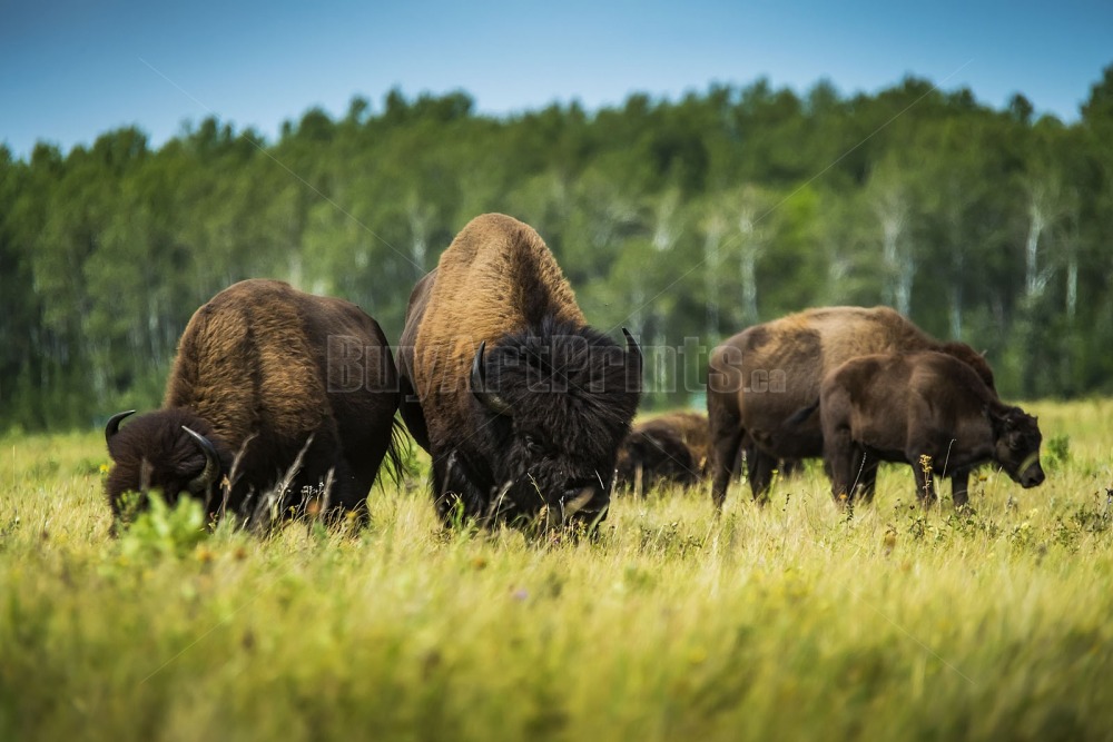 _DSC9513.jpg Clear Lake canada,clear lake,rob lovatt,wasagaming,bison,green,blue,