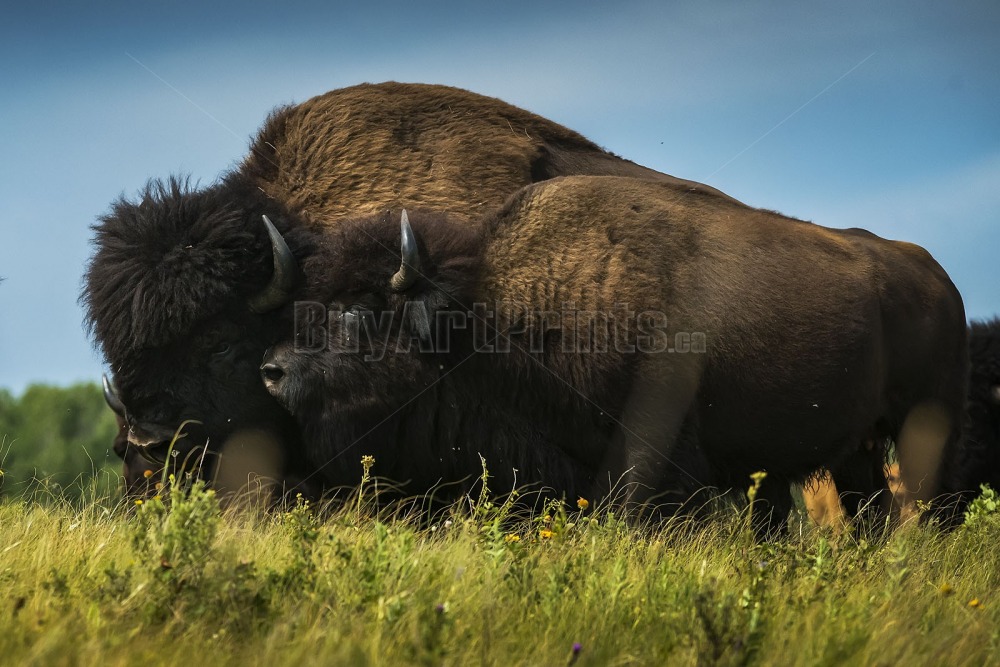 _DSC9603.jpg Clear Lake canada,clear lake,wasagaming,green,rob lovatt,bison,blue,