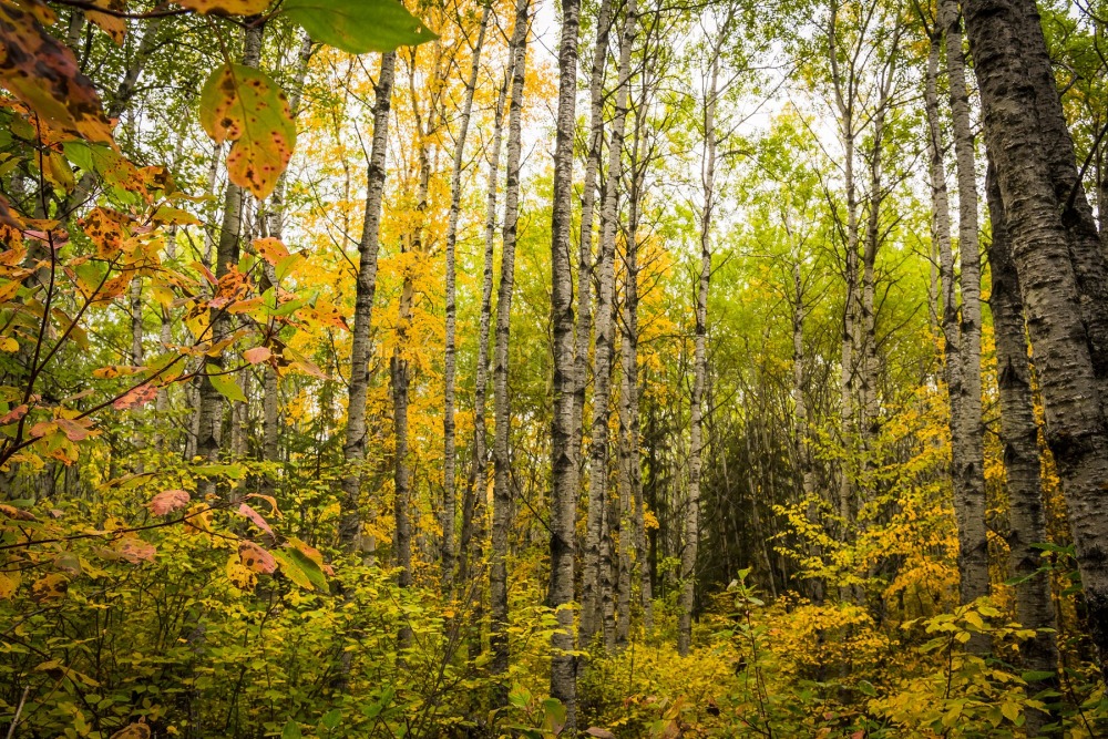 _DSC6881.jpg Clear Lake wasagaming,clear lake,canada,manitoba,rob lovatt,trees,