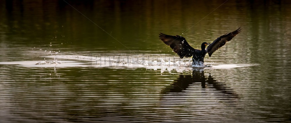 Wildlife
